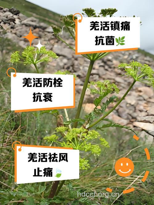 土羌活的功效与作用