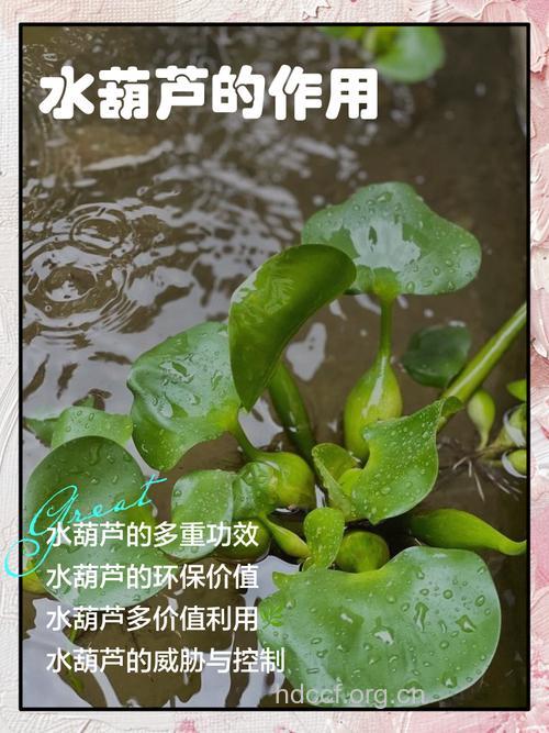 水葫芦七的功效与作用