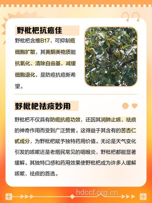 野枇杷的功效与作用