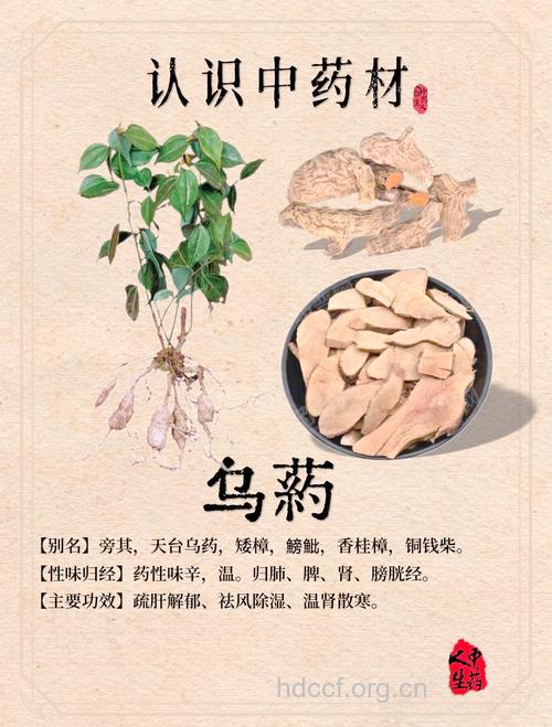 乌尼参的功效与作用