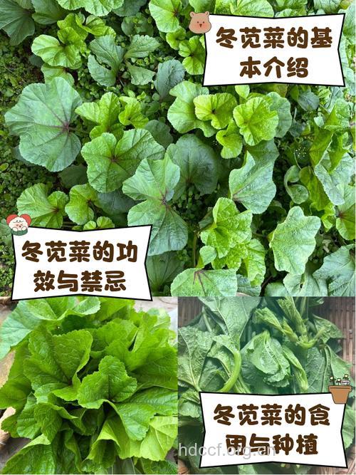 冬季男人吃什么进补 推荐3款平民蔬菜