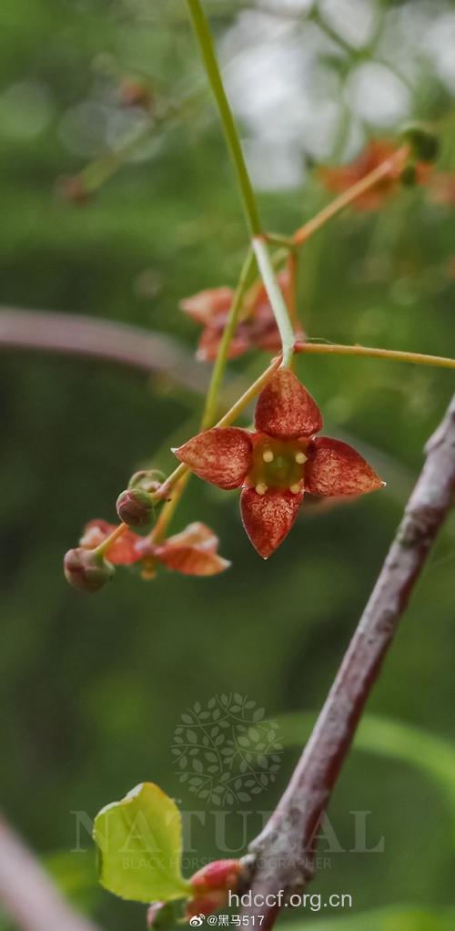 柳叶卫矛的功效与作用