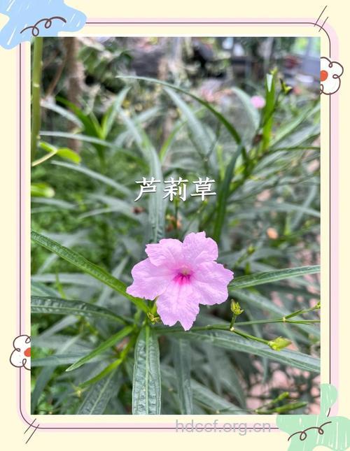 芦莉草叶的功效与作用