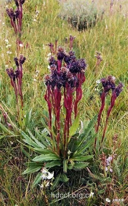 瑞苓草的功效与作用