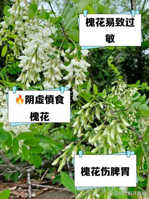 小槐花的功效与作用