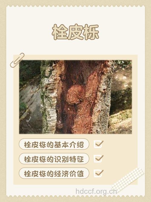 栓皮栎的功效与作用
