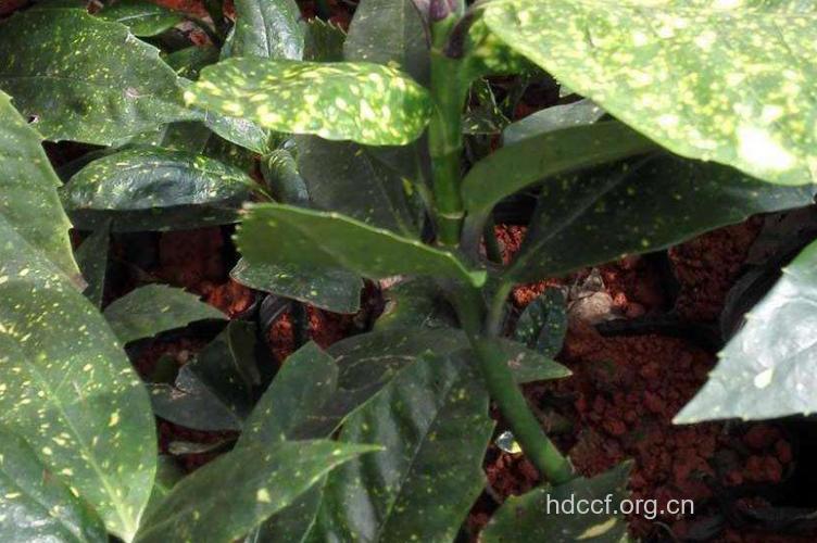 狭叶桃叶珊瑚的功效与作用