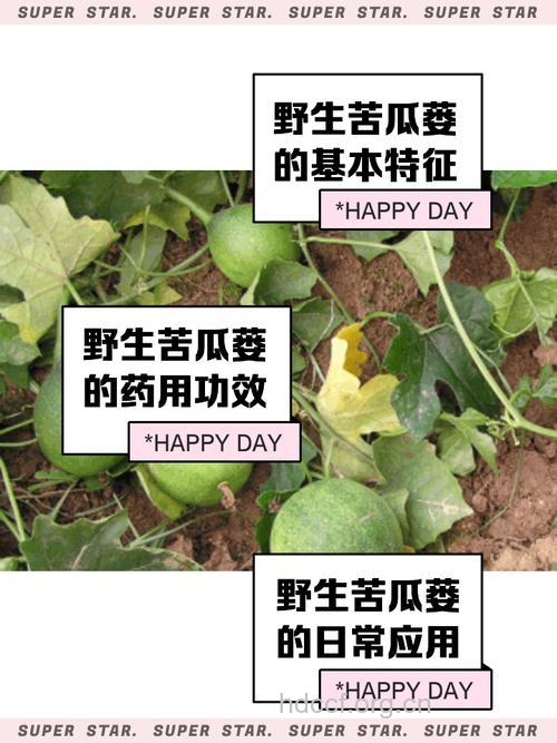 苦瓠叶的功效与作用