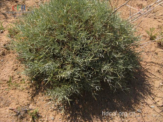 金猫头的功效与作用