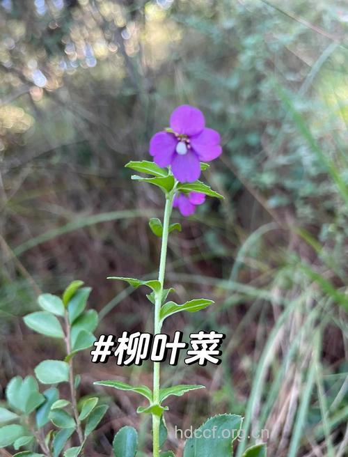 柳叶菜根的功效与作用