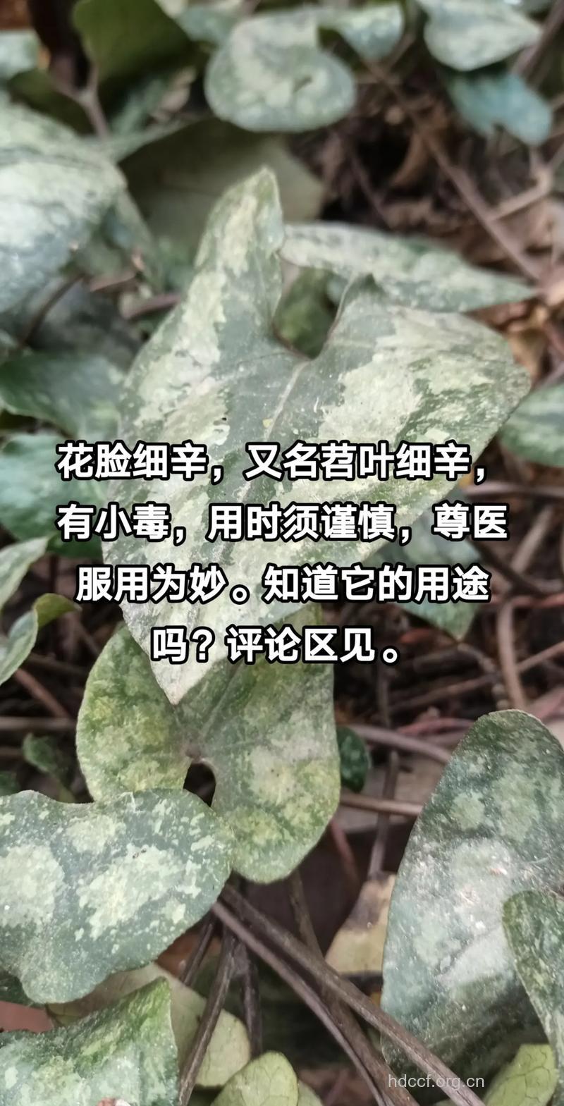 苕叶细辛的功效与作用