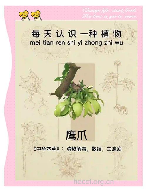 鹰爪枫的功效与作用