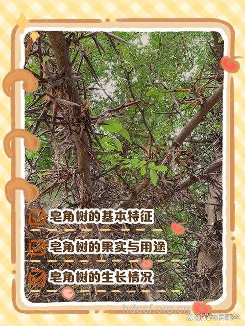 鸭皂树皮的功效与作用