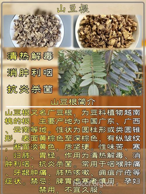 爬山豆根的功效与作用