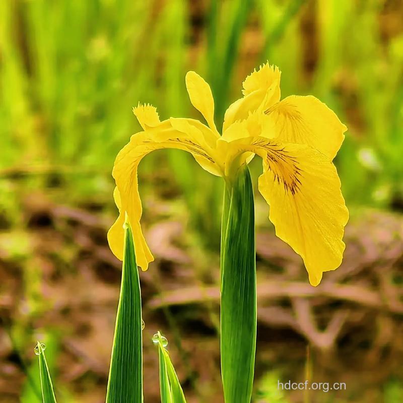 玉蝉花的功效与作用