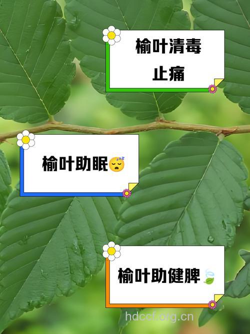 榆叶的功效与作用