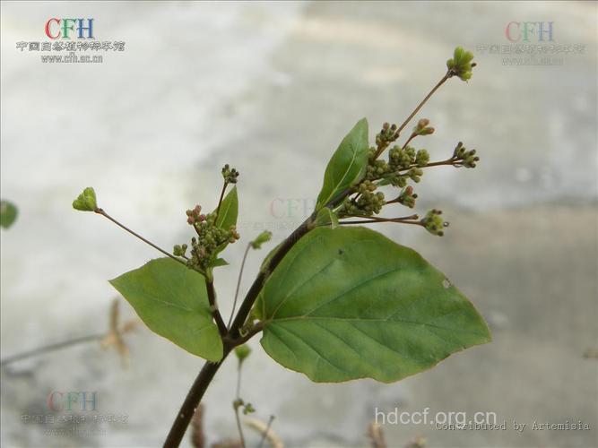 老来青的功效与作用