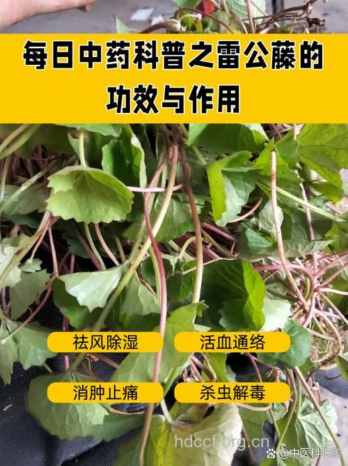 雷公连的功效与作用