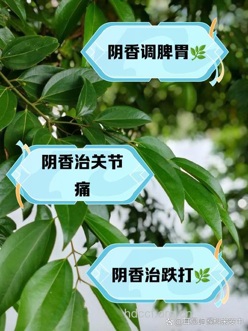 阴香的功效与作用