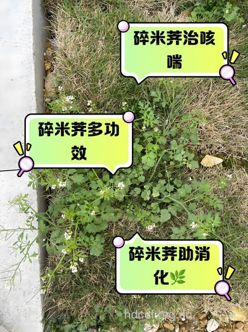 碎米荠的功效与作用
