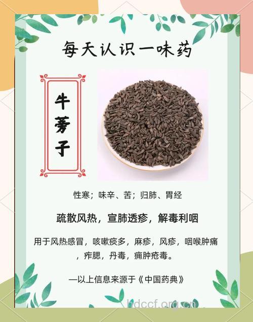 牛蒡子的功效与作用