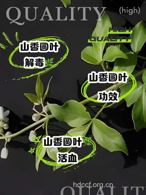 山香圆的功效与作用