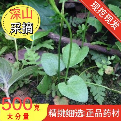 青箭的功效与作用