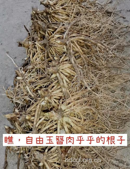 玉簪根的功效与作用