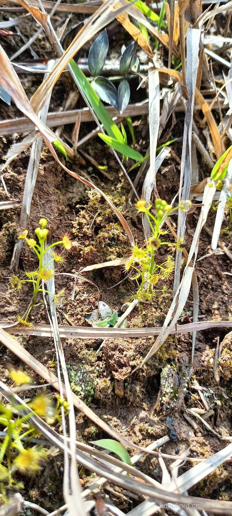 茅膏菜根的功效与作用