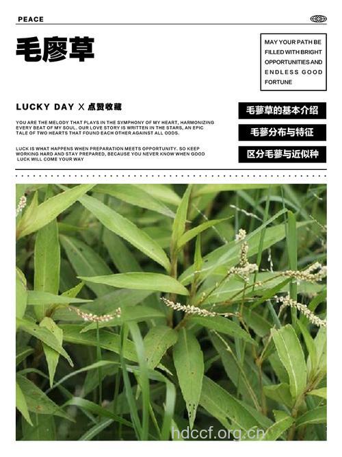 小毛蓼的功效与作用