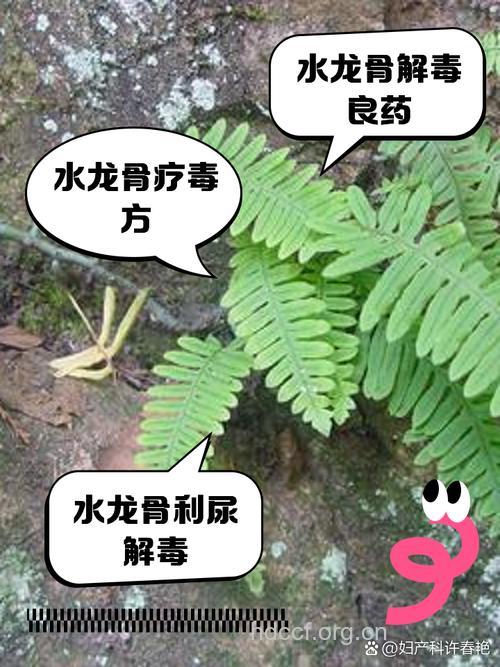 水龙的功效与作用