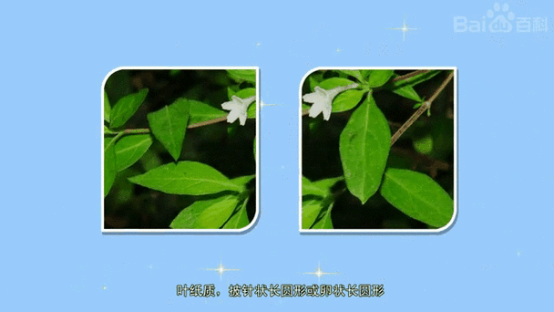 毛野丁香叶的功效与作用