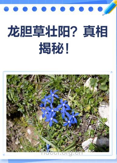 石龙胆的功效与作用