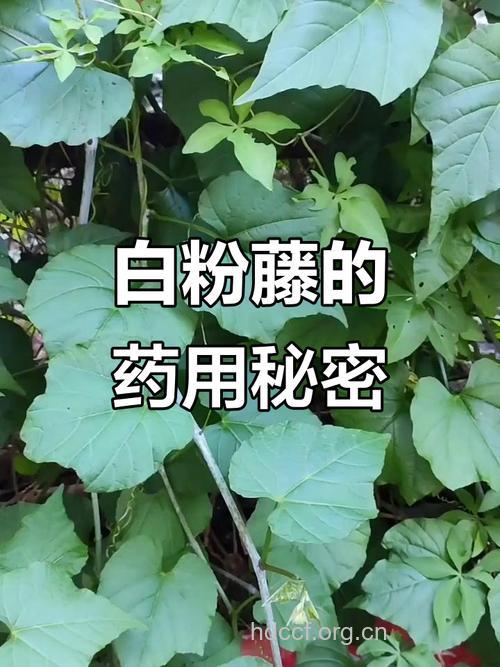 毛叶白粉藤的功效与作用