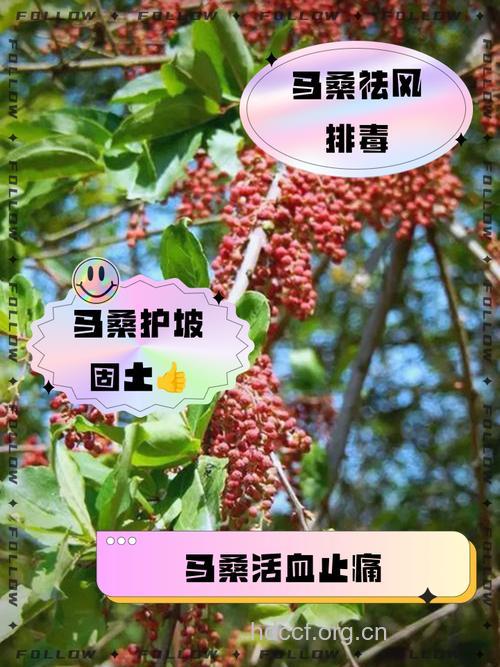 马桑的功效与作用
