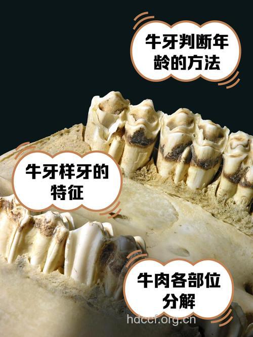 牛齿的功效与作用