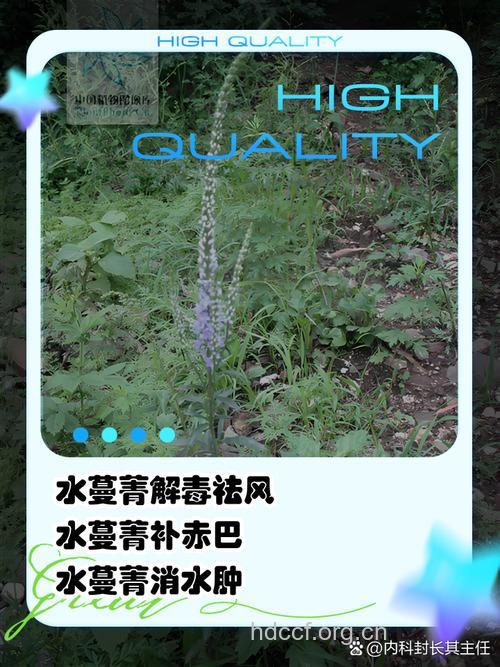 水蔓青的功效与作用