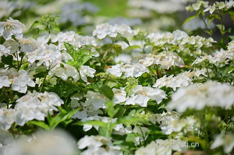 珍珠绣球的功效与作用