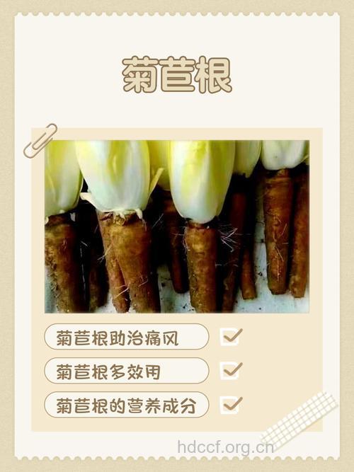 菊苣根的功效与作用