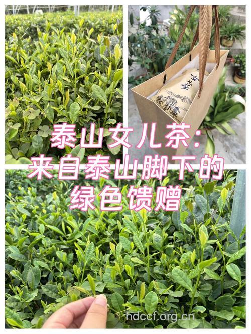 女儿茶的功效与作用