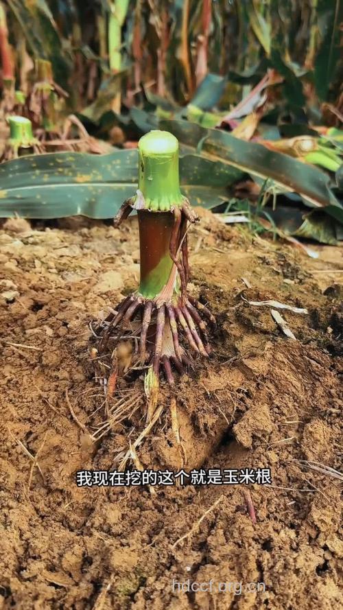 玉蜀黍根的功效与作用