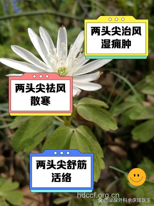 两头尖的功效与作用