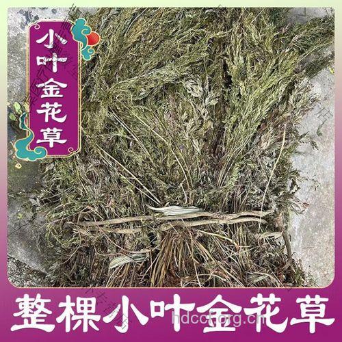 小叶金花草的功效与作用