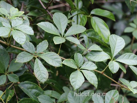 小九节铃的功效与作用