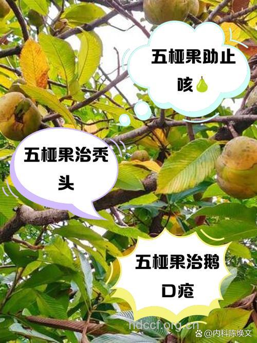 五桠果的功效与作用