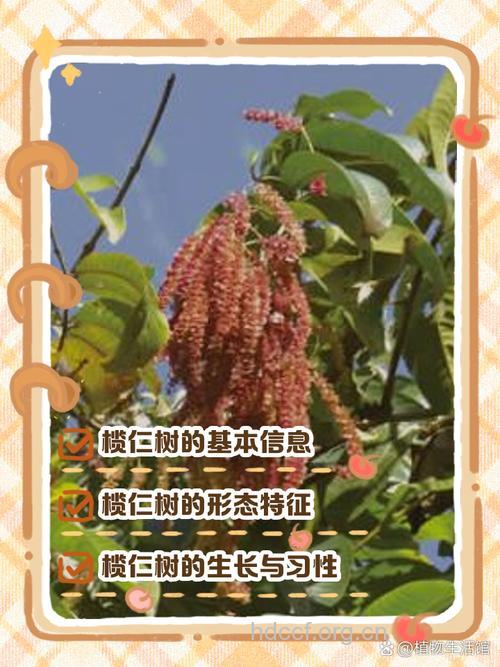 榄仁树皮的功效与作用