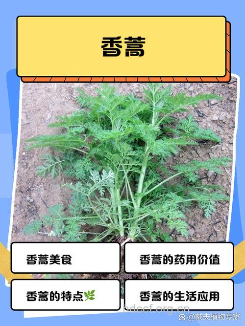 灵香蒿的功效与作用