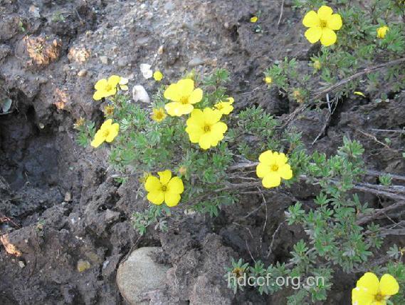 小叶金老梅的功效与作用