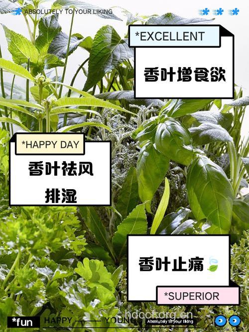 香叶子的功效与作用