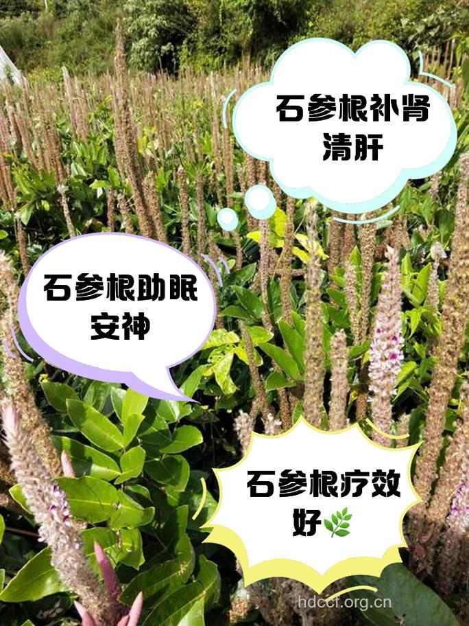 石参的功效与作用